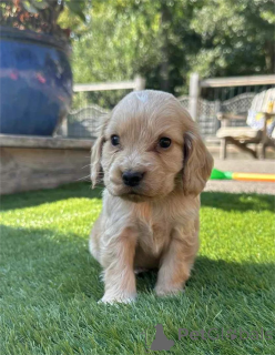 Фото №1. американский кокер-спаниель - купить в Кремлинген за 34498₽. Объявление №153440