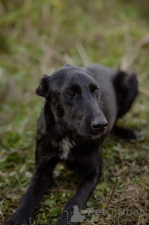 Фото №2 к объявлению №139052 о продаже беспородную - купить в России 