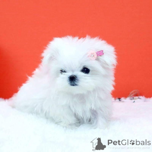 Фото №1.  - купить в Leudelange за договорная. Объявление №162185