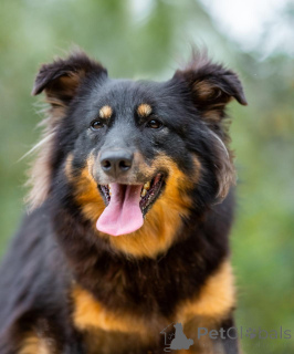 Фото №3. Тася и Макс молодые, некрупные ребята ищут дом!.  Россия