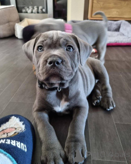 Фото №3. Продаются щенки стаффордширского терьера.  Нидерланды