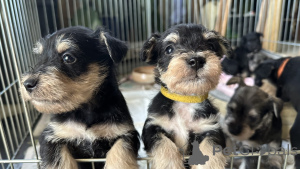 Фото №3. Дварф -морская щенка.  Австрия