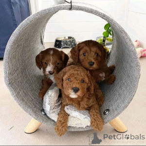 Фото №1. пудель (той) - купить в Берлине за 51022₽. Объявление №167649