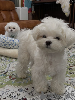 Фото №2 к объявлению №165315 о продаже мальтийскую болонку - купить в Австрии заводчик