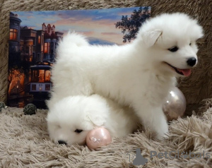 Фото №2 к объявлению №8760 о продаже самоедскую собаку - купить в России частное объявление