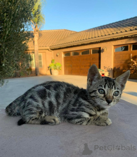 Фото №2 к объявлению №152553 о продаже бенгальская - купить в Германии частное объявление