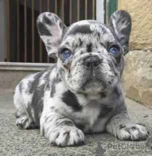 Дополнительные фото: Wunderschöne Welpen der französischen Bulldogge stehen zur Adoption zur