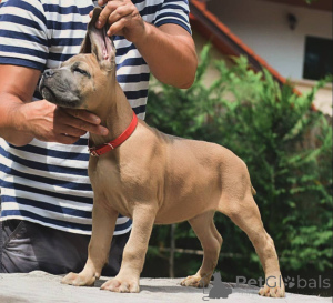 Фото №4. Продажа кане-корсо в Бремен заводчик - цена договорная