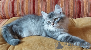 Дополнительные фото: Сибирские котята из питомника
