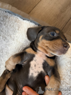 Фото №1. беспородная - купить в Adelaide за 80881₽. Объявление №161561