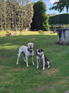 Фото №4. Продажа американского бульдога в Инсбрук заводчик - цена 37107₽