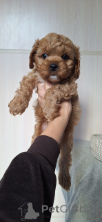 Фото №3. Юлия Кожухар.  Беларусь