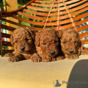 Фото №1. пудель (той) - купить в Мюнхене за договорная. Объявление №155637