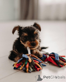 Фото №1. йоркширский терьер - купить в Берлине за 51022₽. Объявление №165400