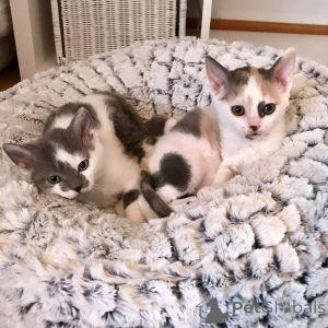 Фото №4. Продам немецкого рекса в Берлине частное объявление, заводчик - цена 46384₽