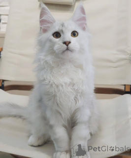 Фото №4. Продам мейн-куна в Карлови различаются заводчик - цена договорная