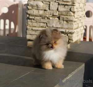 Фото №4. Продажа померанского шпица в Тернеузен заводчик - цена договорная