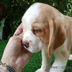 Фото №3. Отличные чистокровные, здоровые щенки бигля ищут.  Германия