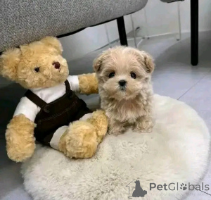 Фото №3. Maltipoo puppies for adoption.  США