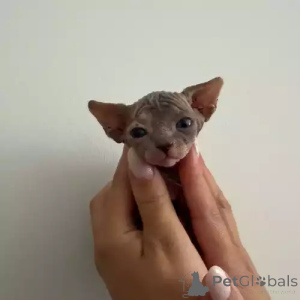 Фото №2 к объявлению №167259 о продаже донской сфинкс - купить в Германии частное объявление