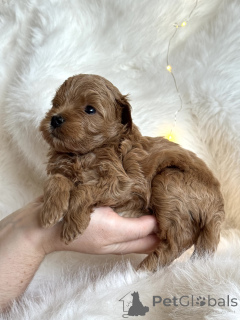 Фото №1. мальтипу - купить в Сочи за 60000₽. Объявление №161955