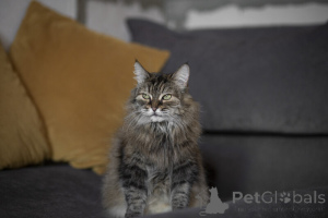 Фото №2 к объявлению №139038 о продаже  - купить в России 