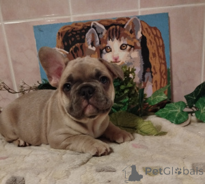 Дополнительные фото: Французский бульдог