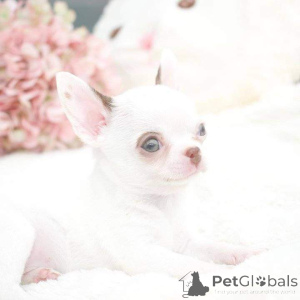 Фото №2 к объявлению №163032 о продаже  - купить в Израиле 