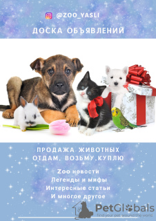 Фото №2 к объявлению №7379 о продаже аляскинского маламута - купить в России частное объявление