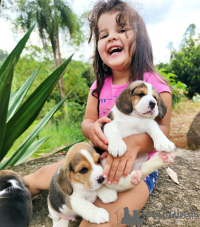 Фото №1. бигль - купить в Gällivare за договорная. Объявление №158413