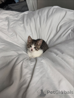 Фото №2 к объявлению №146728 о продаже беспородная - купить в США частное объявление, заводчик