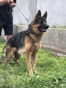 Фото №2 к объявлению №139198 о продаже немецкую овчарку - купить в Сербии 