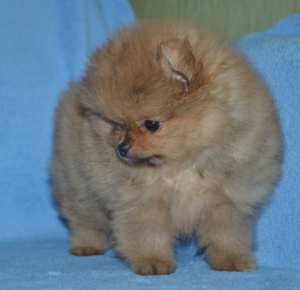 Фото №4. Продажа померанского шпица в Минск частное объявление - цена 95₽