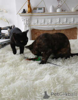 Фото №1. бомбейская - купить в Алкен за 32468₽. Объявление №151626