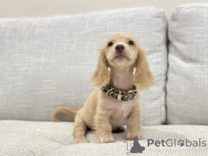 Фото №4. Продажа таксу в Колоне заводчик - цена договорная