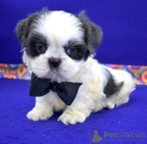 Фото №3. Adorable Shih Tzu Puppies for free adoption.  Германия