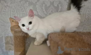 Фото №3. Котята Манчкин. Германия