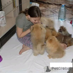 Фото №1. померанский шпиц - купить в Виллах за договорная. Объявление №167065