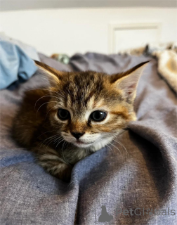 Фото №1. беспородная - купить в Амберг за 32468₽. Объявление №151656