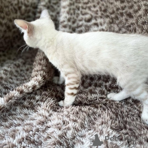 Фото №1. бенгальская - купить в Växjö за 69575₽. Объявление №153230