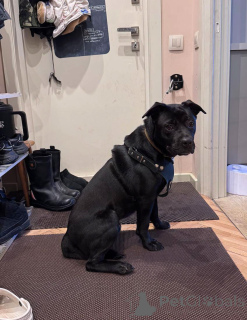 Фото №2 к объявлению №163255 о продаже беспородную - купить в России частное объявление