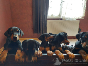 Дополнительные фото: Продаются чистокровные щенки Добермана 2 месяц.