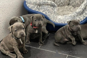 Фото №1. стаффордширский бультерьер - купить в Мейнц за 51022₽. Объявление №149694