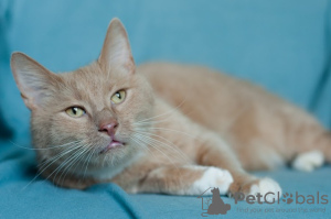 Фото №3. Юнис - сладкий нос. Очаровательный кот в дар. Беларусь