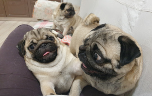 Фото №4. Продажа мопса в Ижевске заводчик - цена 35000₽