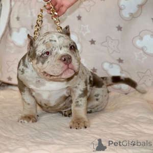 Фото №3. Прекрасные Pocket American Bully Puppies..  США