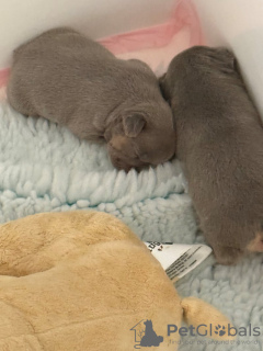 Фото №2 к объявлению №132791 о продаже французского бульдога - купить в Германии 