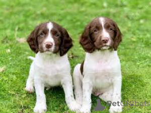 Фото №3. Englanninspringerspanielipennut etsivät perhetta.  Финляндия