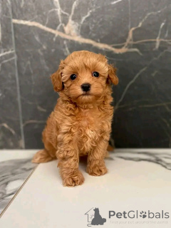 Фото №2 к объявлению №137176 о продаже пуделя (королевского) - купить в Германии частное объявление, заводчик