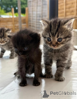 Фото №1. персидская - купить в Лист за 32468₽. Объявление №153074